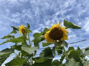 令和4年のひまわり