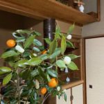 清瀬のまゆだま飾り